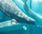 Beluga whale rescued from closed Canadian marine park dies in US