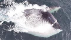 Watch: Moment fin whale swallows thousands of gallons of water during feeding