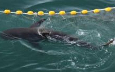 A shark went astray and captured Korea's heart - will she finally make it back to sea?