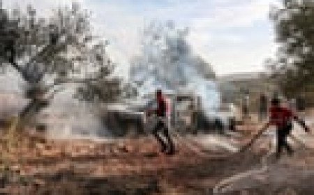 Israeli settlers attack olive farmers and Washington Post journalist in West Bank