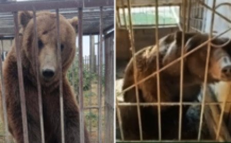 From Russian cages to Irish sanctuary: The five-year rescue journey of Bu and Tyapa