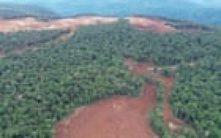 Revealed: VW, Ford and Tesla batteries linked to destructive deforestation of indigenous lands