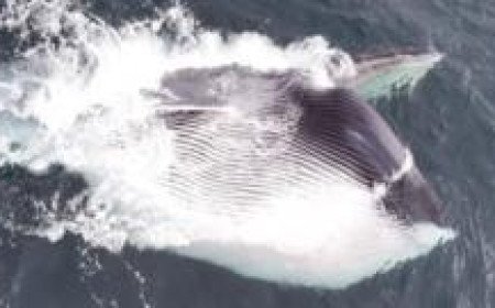 Watch: Moment fin whale swallows thousands of gallons of water during feeding